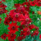 100 seeds - Coreopsis Plains Tall Red Pollinators - For Your Home Garden #mtns6