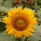 100 seeds - Sunflower Dwarf Incredible Flowers - For Your Home Garden #mtns6