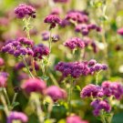 200 seeds - Ageratum Red Flint 2’ Tall Blooms Flowers - For Your Home Garden #mtns6