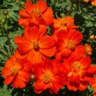 100 seeds - Cosmos Dwarf Red 9-12” Tall Blooms Flower - For Your Home Garden #mtns6