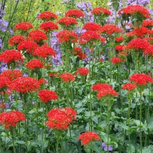 500 seeds - Maltese Cross Pollinator Attractor Perennial Flower - For Your Home Garden #mtns6