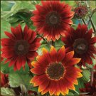 50 seeds - Sunflower Rouge Royale Red Flower - For Your Home Garden #mtns6