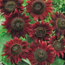 100 seeds - Sunflower Velvet Queen 8” Blooms Flower - For Your Home Garden #mtns6