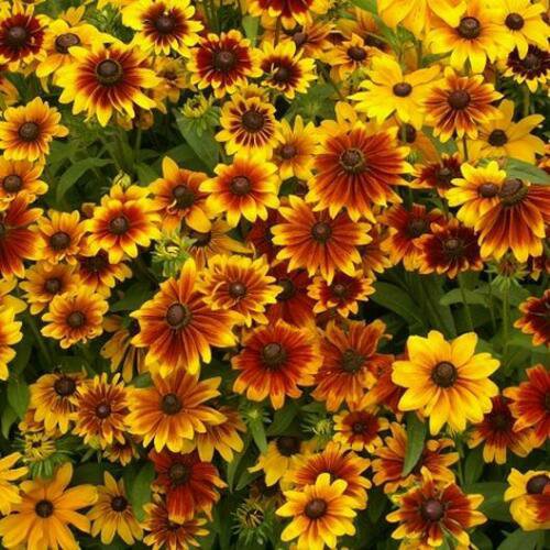 100 seeds - Black Eyed Susan Dwarf Rustic Flower Mix - For Your Home Garden #mtns6