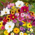 350 seeds - Garden Wildflower Seed Mix Flower - For Your Home Garden #mtns6