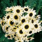 50 seeds - Sunflower Italian White Small Flower - For Your Home Garden #mtns6