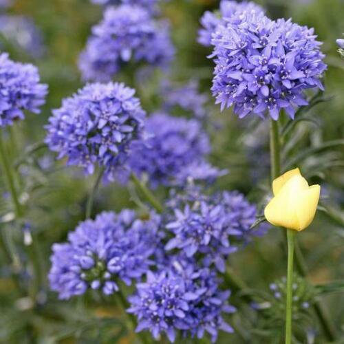 200 seeds - Globe Gilia Annual Light Blue Flowers - For Your Home Garden #mtns6
