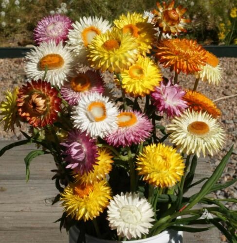 200 seeds - Strawflower Tall Mixed Dried Flowers - For Your Home Garden #mtns6