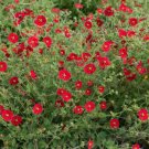 400 seeds - Scarlet Cinquefoil Perennial Flower - For Your Home Garden #mtns6