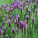 100 seeds - Gayfeather (Marsh Blazingstar) Flower - For Your Home Garden #mtns6
