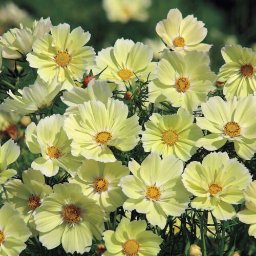 100 seeds - Cosmos Sunset Yellow Flower - For Your Home Garden #mtns6