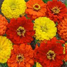 100 seeds - Zinnia Lava Lamp Mix Cut Flowers - For Your Home Garden #mtns6