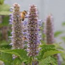 200 seeds - Hyssop Purple Giant Agastache Perennial Flowers - For Your Home Garden #mtns6