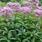 150 seeds - Sweet Joe Pye Weed Perennial Fall Planting Flowers - For Your Home Garden #mtns6