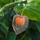 25 seeds - Chinese Lantern Flower Orange Seed Pods - For Your Home Garden #mtns6