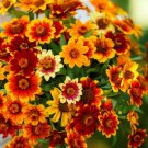 100 seeds - Zinnia Old Mexico Flower - For Your Home Garden #mtns6