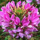 200 seeds - Cleome Mauve Queen Spider Plant - For Your Home Garden #mtns6