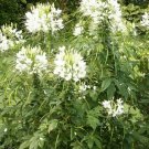 200 seeds - Cleome White Queen Spider Plant - For Your Home Garden #mtns6