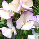 25 seeds - Sweet Pea High Scent Vine Fragrant - For Your Home Garden #mtns6