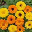 100 seeds - Calendula Pacific Beauty Mix Pot Marigold - For Your Home Garden #mtns6
