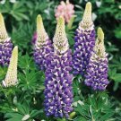 20 seeds - Russell Lupine Purple Perennial Flower - For Your Home Garden #mtns6