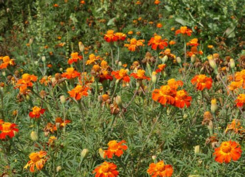 200 seeds - Marigold Nematode Control Mix Flower - For Your Home Garden #mtns6