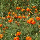 200 seeds - Marigold Nematode Control Mix Flower - For Your Home Garden #mtns6