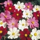 100 seeds - Cosmos Sensation Mix Multicolor Flower - For Your Home Garden #mtns6