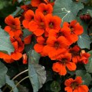 20 seeds - Nasturtium Crimson Edible Flowers - For Your Home Garden #mtns6