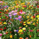 500 seeds - Cut Flowers Flower Seed Mix - For Your Home Garden #mtns6