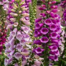 400 seeds - Foxglove Mixed Color S Sun/Shade - For Your Home Garden #mtns6