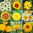 250 seeds - Mellow Yellow Wildflower Mix - For Your Home Garden #mtns6