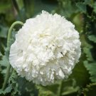 150 seeds - Poppy White Cloud Fall Planting  - For Your Home Garden #mtns6