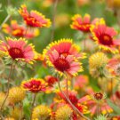 200 seeds - Indian Blanket Flower - For Your Home Garden #mtns6
