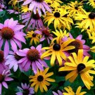 150 Seeds - Echinacea & Black Eyed Susan Mix - For Your Home Garden #mtns6