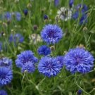 200 Seeds - Cornflower / Bachelor Button Flower - For Your Home Garden #mtns6
