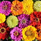 100 Seeds - Zinnias Confetti Mixed Colors - For Your Home Garden #mtns6