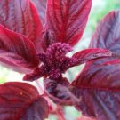 500 Seeds - Amaranth Red Garnet Microgreens & Grains - For Your Home Garden #mtns6