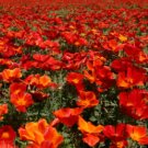 1000 Seeds - California Poppy Red Chief Honey Bees - For Your Home Garden #mtns6