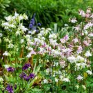 100 Seeds - Dwarf European  Columbine Mixed Colors - For Your Home Garden #mtns6