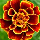 100 Seeds - French Marigold Queen Sophia Beneficial Flower - For Your Home Garden #mtns6