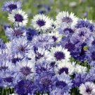 200 Seeds - Cornflower / Bachelor Button Fantastic Mix - For Your Home Garden #mtns6