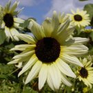 200 Seeds - Sunflower Ice Cream Flower - For Your Home Garden #mtns6