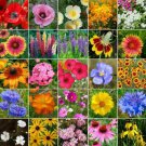 350 Seeds - Midwest Specialty Wildflower Mix 27 Species - For Your Home Garden #mtns6