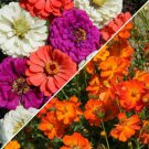 100 Seeds - Sulphur Cosmos & Zinnia Seed Mix Orange, Coral, White Purple Flower Garden #mtns6