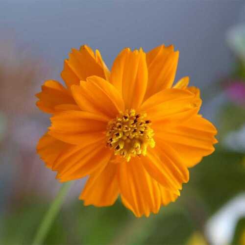 100 Seeds - Cosmos Crazy Bright Orange Sulphur Tall - Flower Garden #mtns6