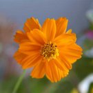 100 Seeds - Cosmos Crazy Bright Orange Sulphur Tall - Flower Garden #mtns6