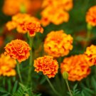 100 Seeds - French Marigold Fiesta Double Blooms - Flower Garden #mtns6