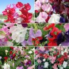 25 Seeds - Sweet Pea Sweetie Mix 5 Species - Flower Garden #mtns6