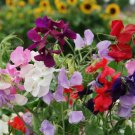 25 Seeds - Sweet Pea Royal Family Mixed Colors Flower - Flower Garden #mtns6